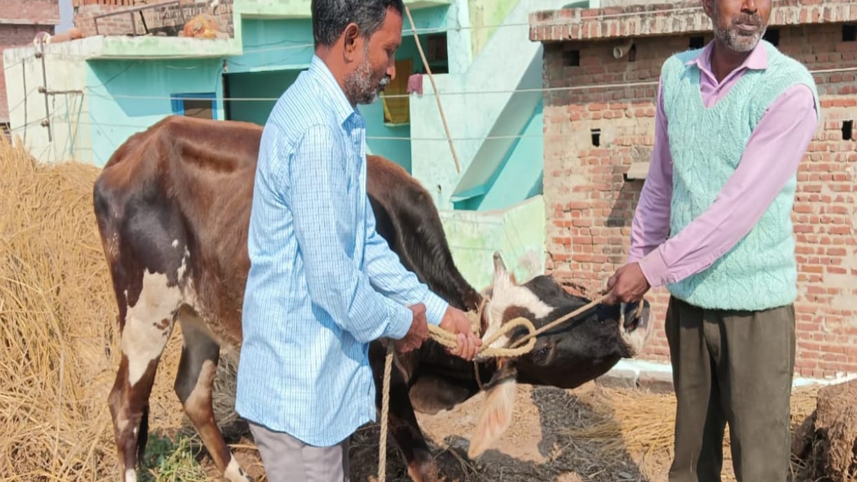 BIJNOR: Cow climbed on the roof of the house for fodder, villager rescued
