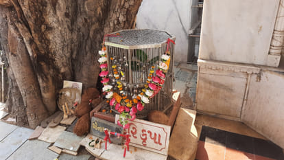 gujarat 1669631887.jpeg?w=414&dpr=1 Special Story:यहां हुआ था कर्ण का अंतिम संस्कार, हजारों साल से इस पेड़ में लगे हैं केवल तीन पत्ते - Gujarat Story Karna Last Rites Were Performed Here Only 3 Leaves Are