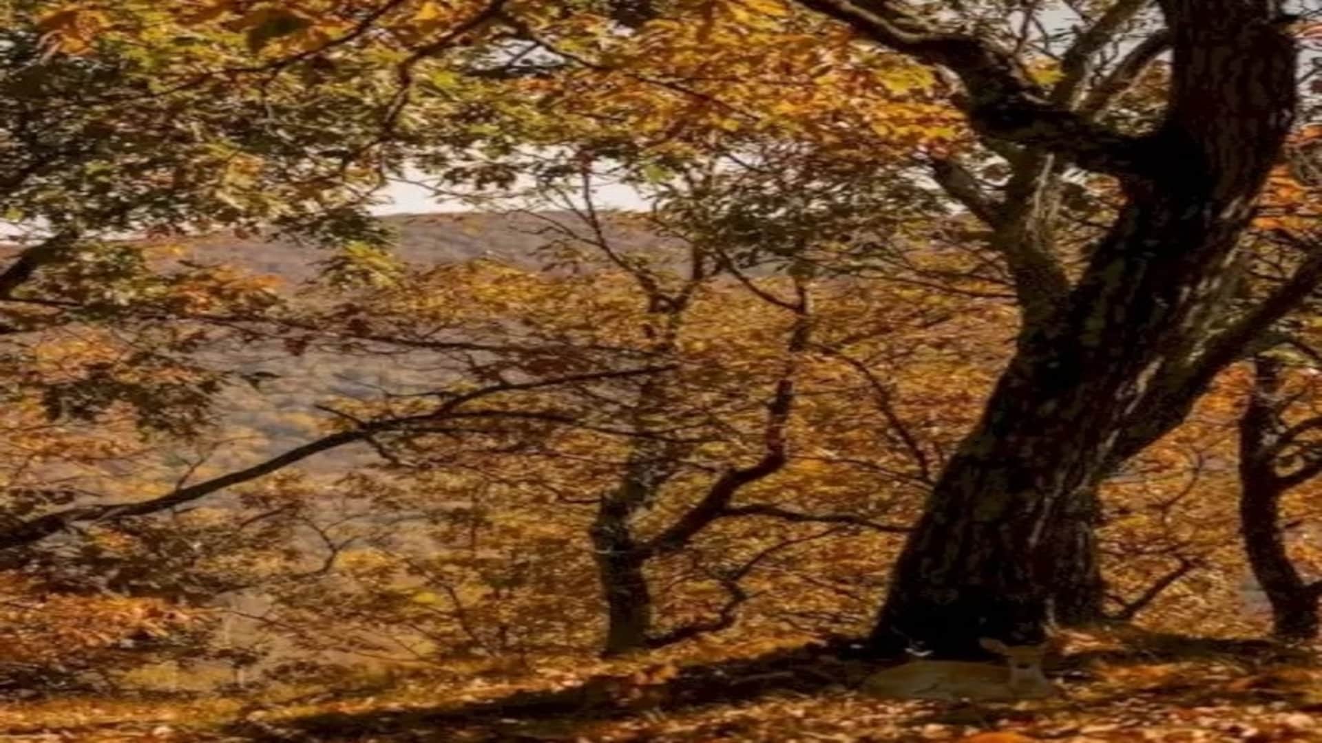 Optical illusion: Spot the hidden Deer in picture in Few Minutes check your brain iq
