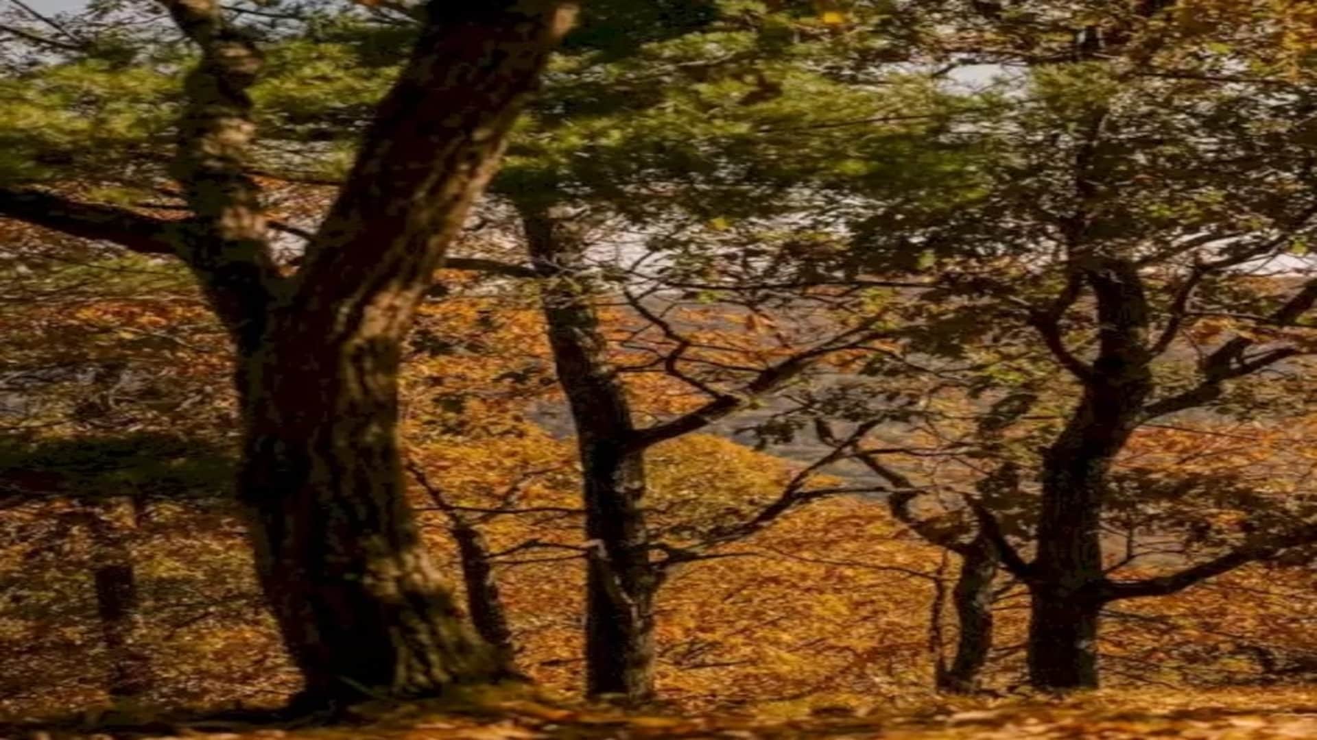 Optical illusion: Spot the hidden Deer in picture in Few Minutes check your brain iq