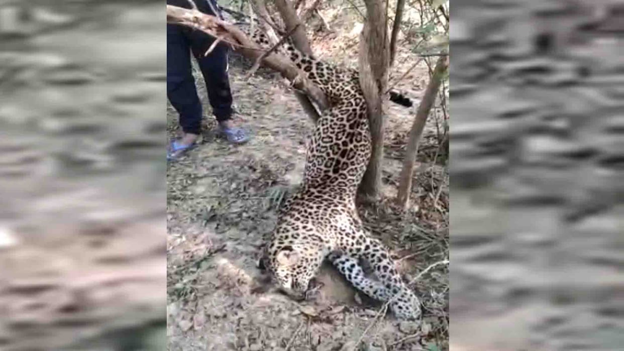 Etawah: Leopard body found stuck in a tree