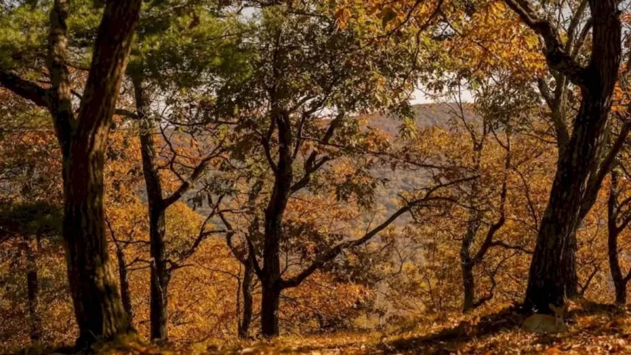 Optical illusion: Spot the hidden Deer in picture in Few Minutes check your brain iq