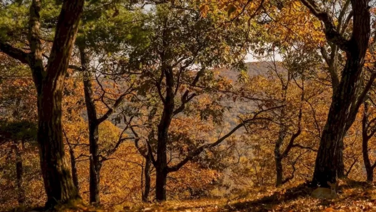 Optical illusion: Spot the hidden Deer in picture in Few Minutes check your brain iq