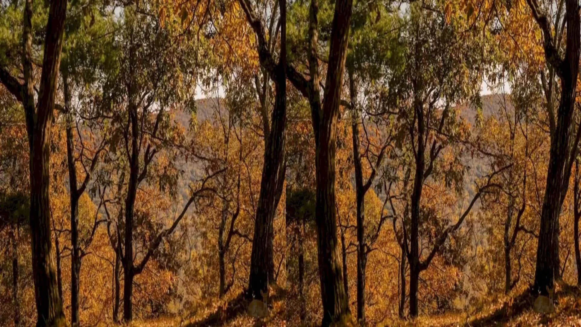 Optical illusion: Spot the hidden Deer in picture in Few Minutes check your brain iq