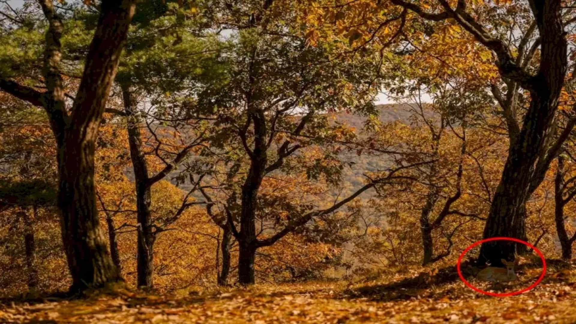 Optical illusion: Spot the hidden Deer in picture in Few Minutes check your brain iq