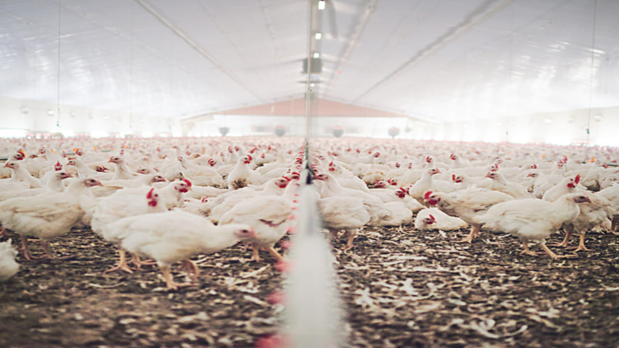 Carry Comfort will control the weight of chickens in transportation
