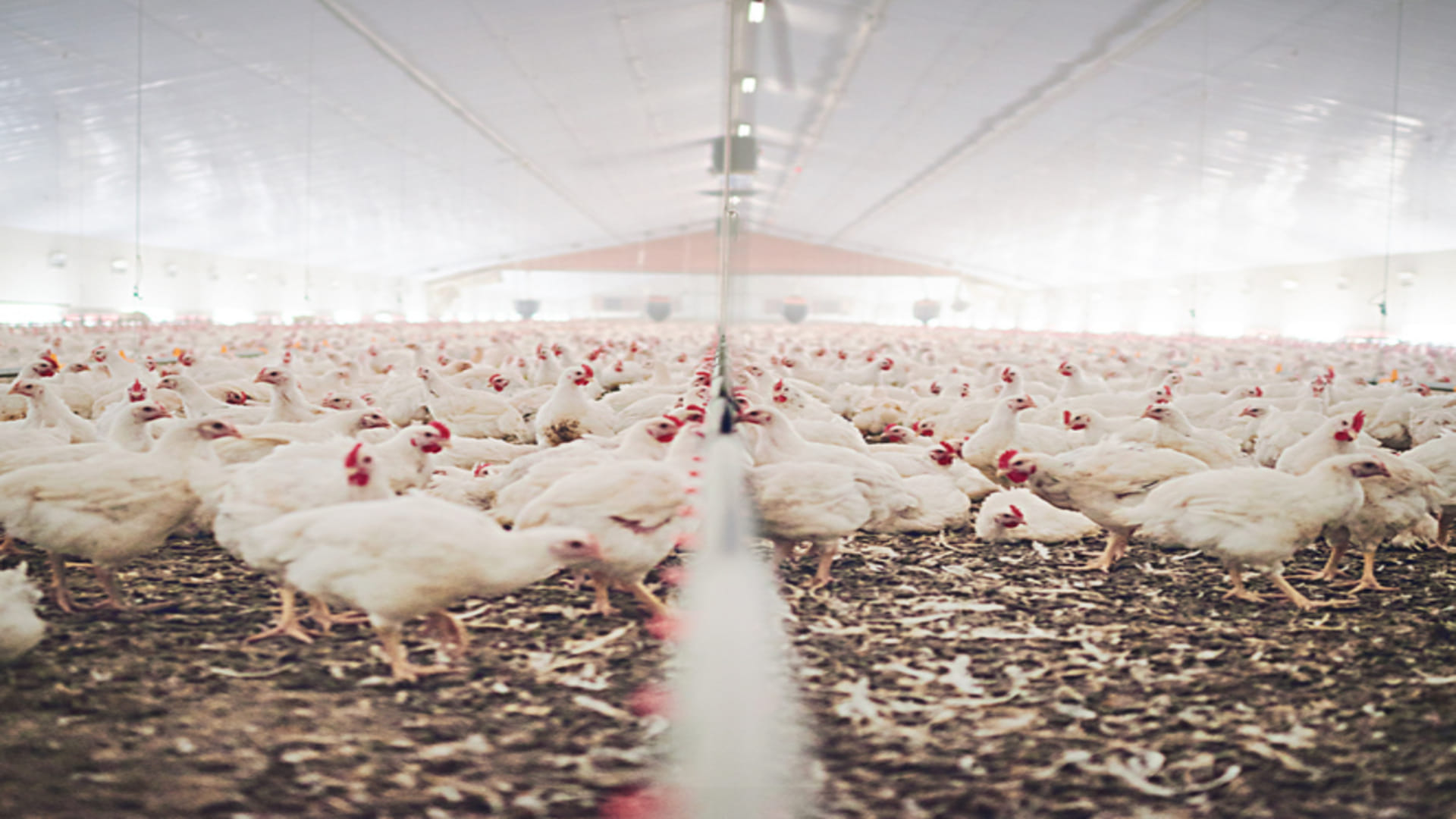 Business Ideas: How To Start Poultry Farming Govt is Offering 35 Percent Subsidy on This Business