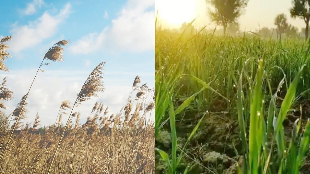 Rajasthan Weather What is the connection between the harsh winter and Pakistani winds in Rajasthan