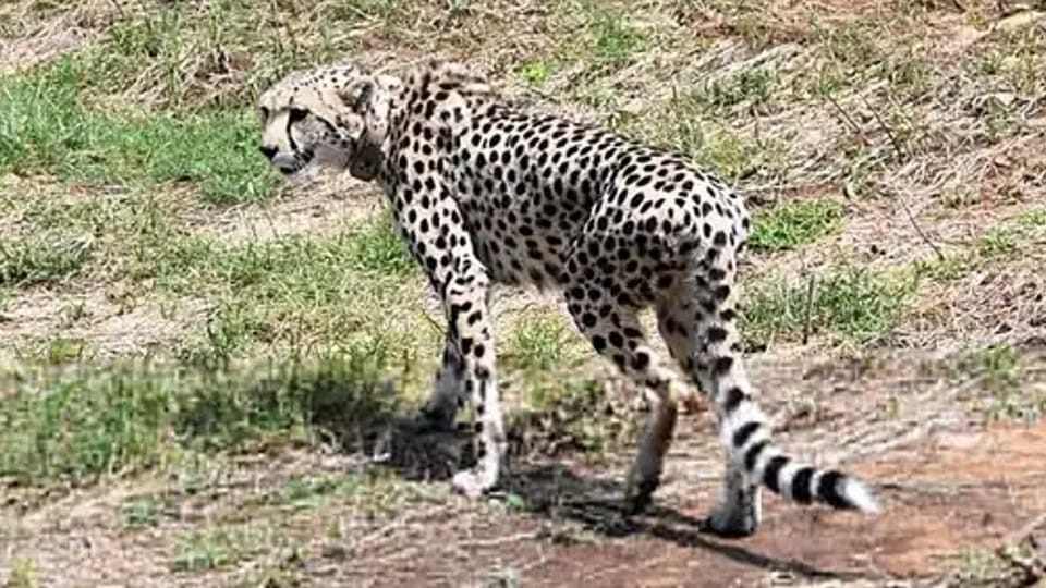 Kuno National Park: All cheetahs shifted to bigger enclosure