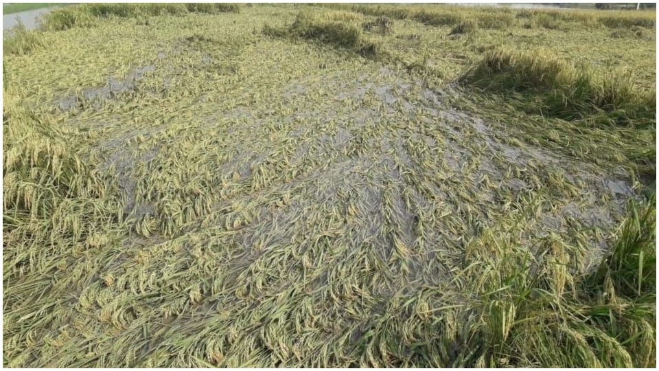 300 bighas of crop submerged in water Dholpur Rajasthan