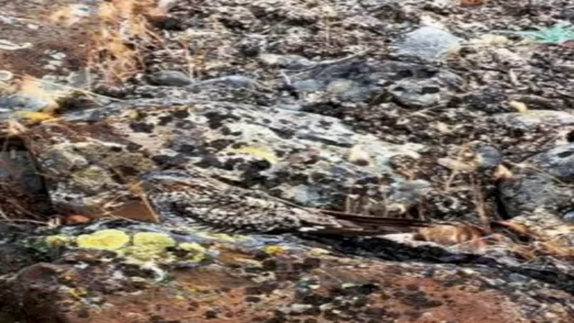 Viral optical illusion Brain Test find bird in photo hidden within 8 seconds brain teaser picture puzzle
