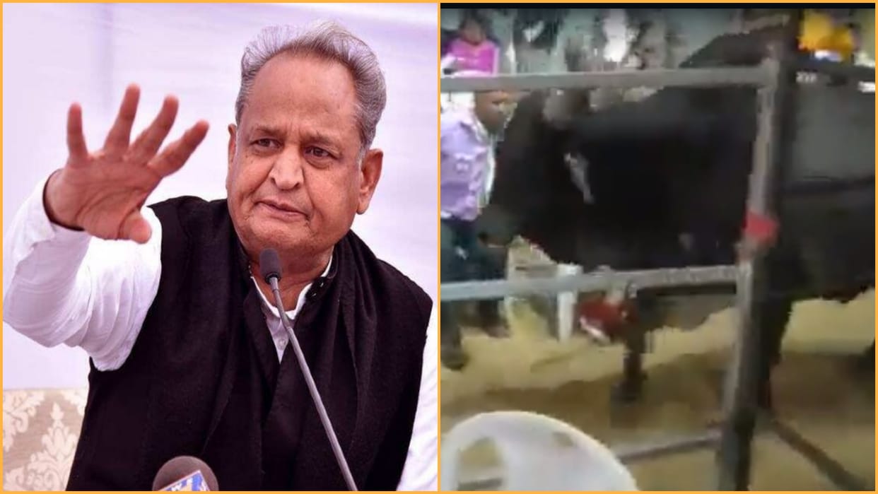 Bull enters Ashok Gehlot election rally in Gujarat