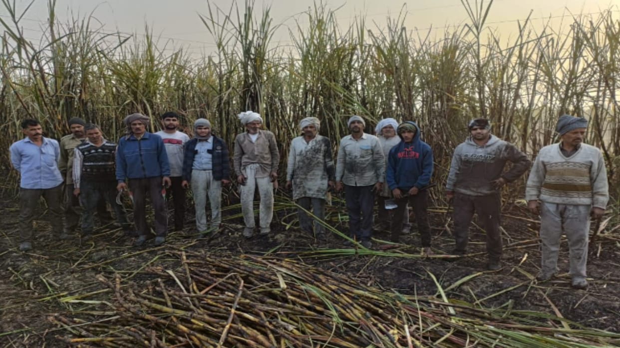 seven bighas of sugarcane burnt of a farmer in Baghpat and warned for seven days