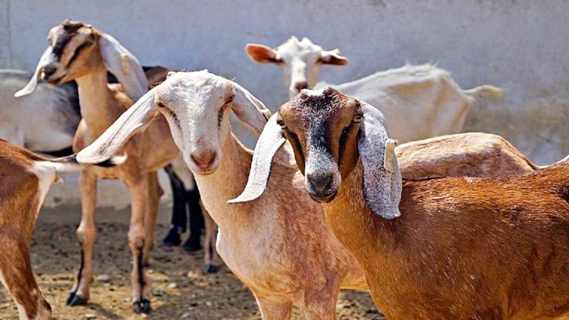 Goats stolen from MP recovered from Bakra Mandi in Hyderabad