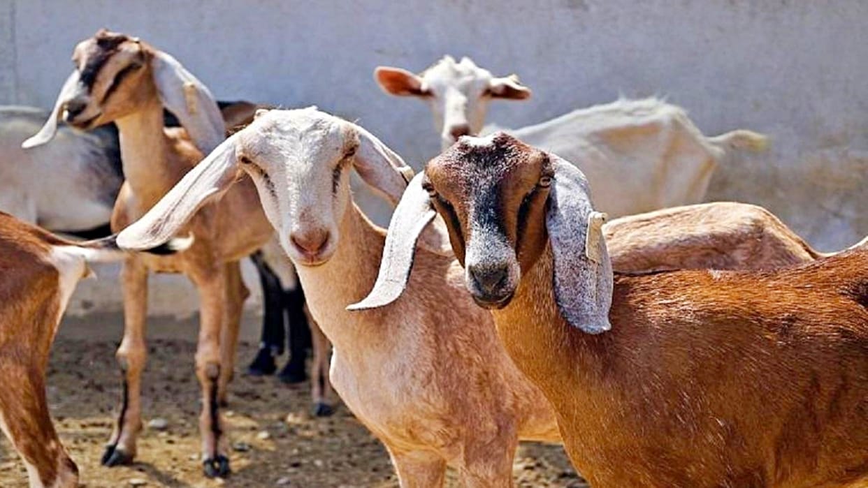 Goats stolen from MP recovered from Bakra Mandi in Hyderabad