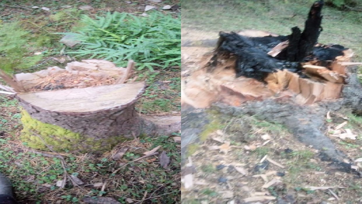 Permission was granted for 25, 60 green deodar trees were cut down, the matter reached the High Court