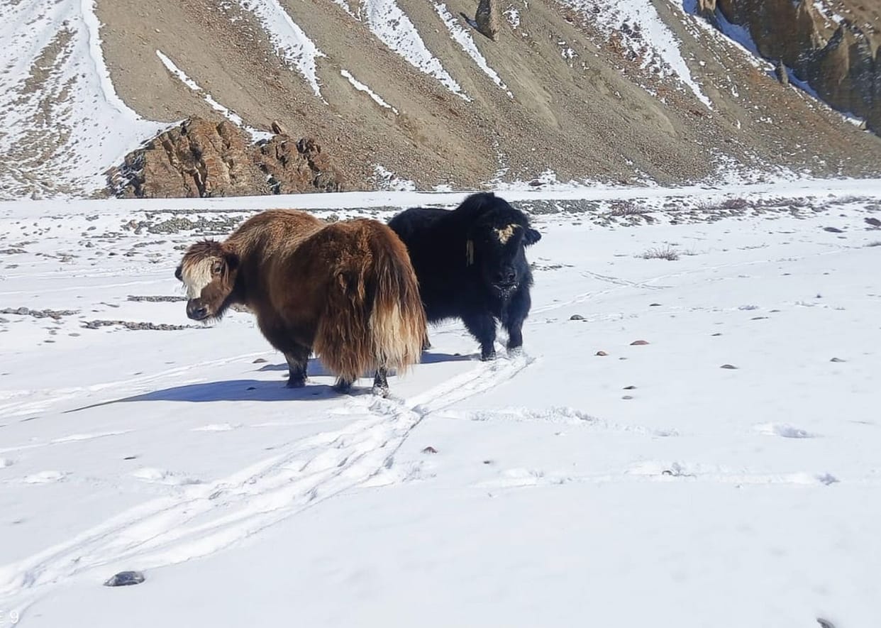 In Spiti, rugs are made from yak wool.