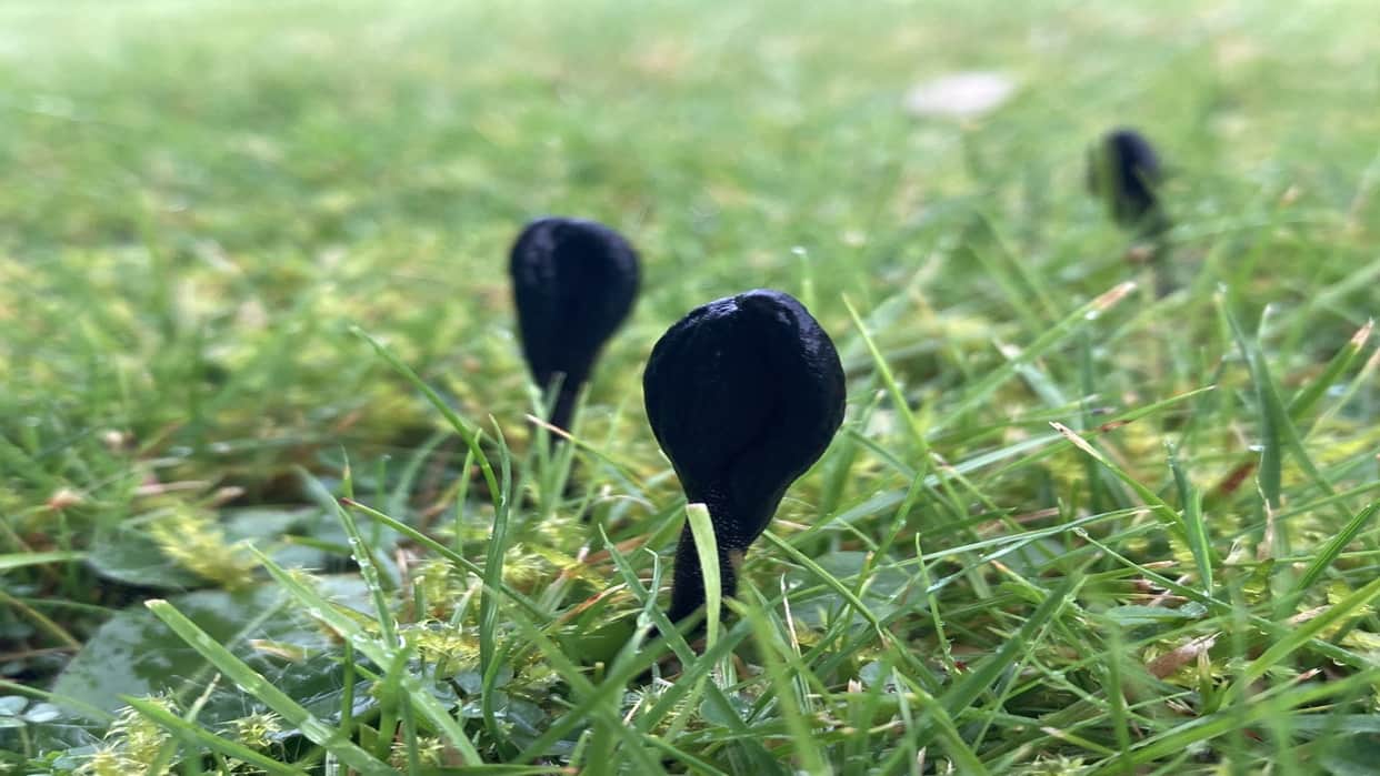 These Mysterious Earth Tongue Fungi Belong to an Entirely New Branch on The Tree of Life