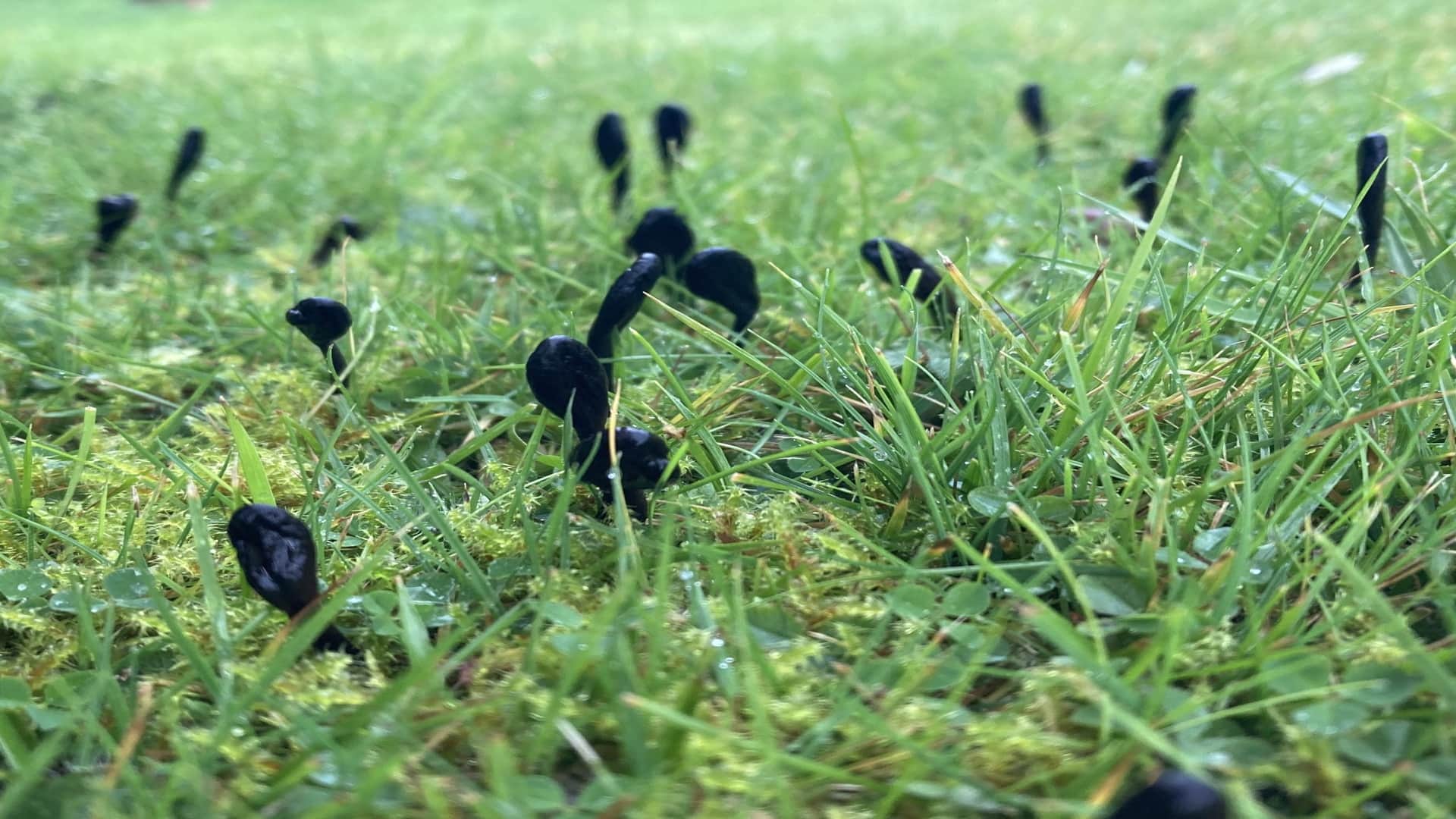 These Mysterious Earth Tongue Fungi Belong to an Entirely New Branch on The Tree of Life