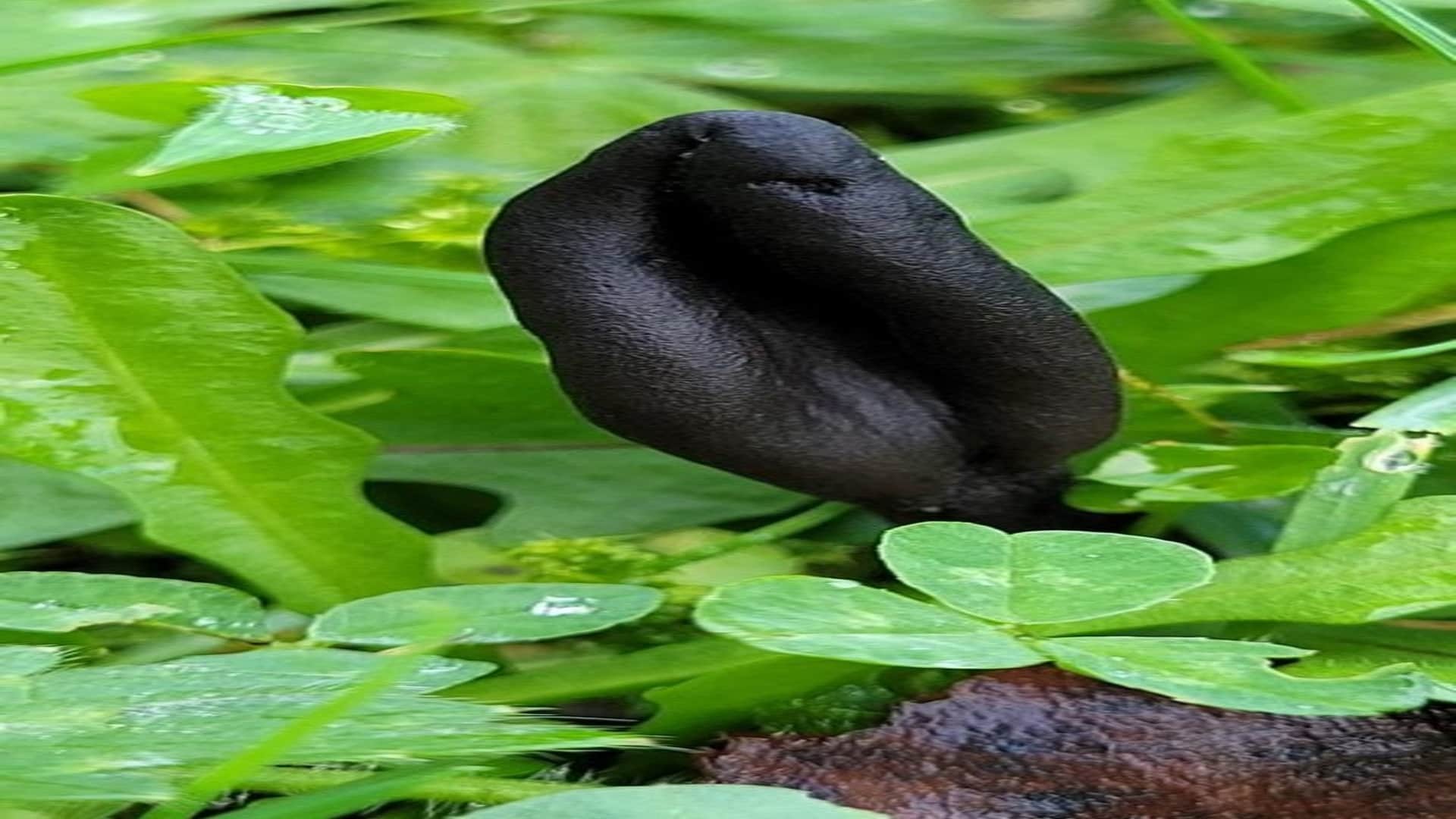 These Mysterious Earth Tongue Fungi Belong to an Entirely New Branch on The Tree of Life