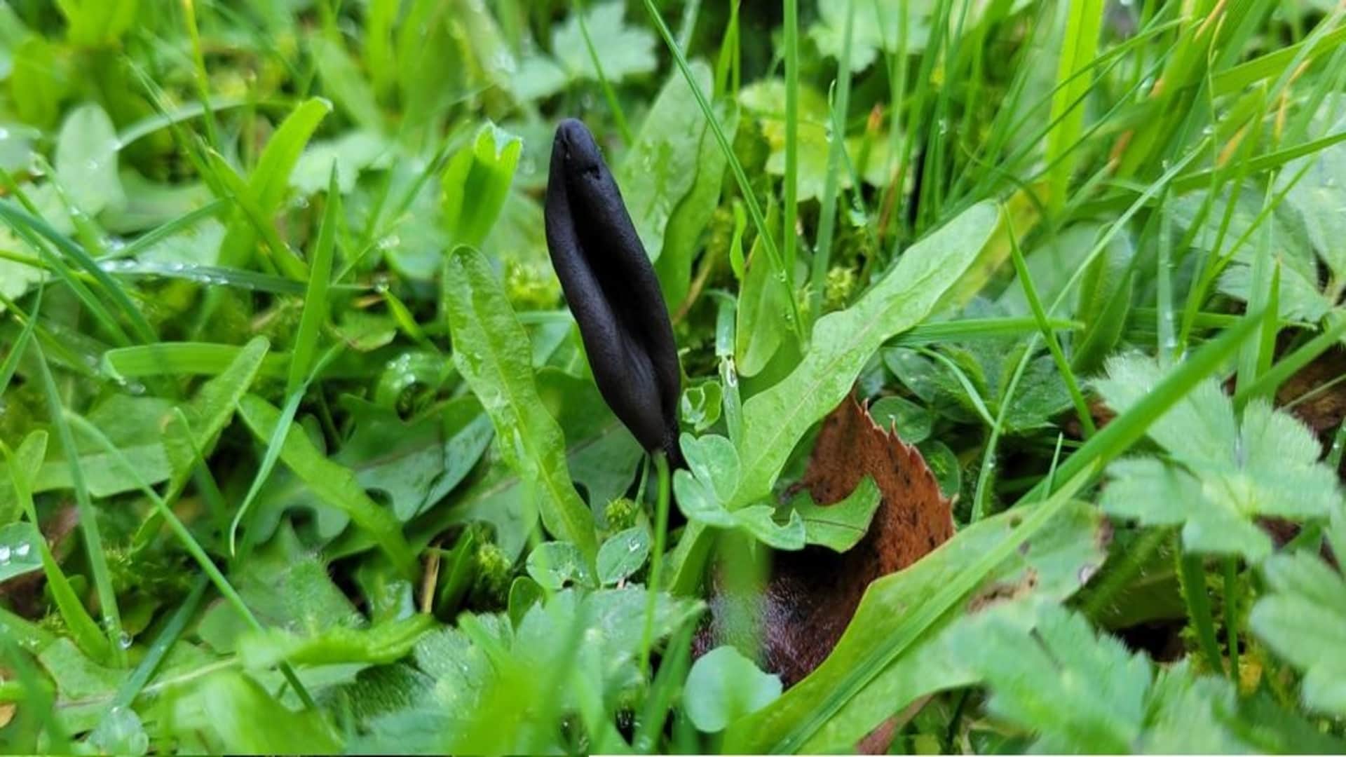 These Mysterious Earth Tongue Fungi Belong to an Entirely New Branch on The Tree of Life