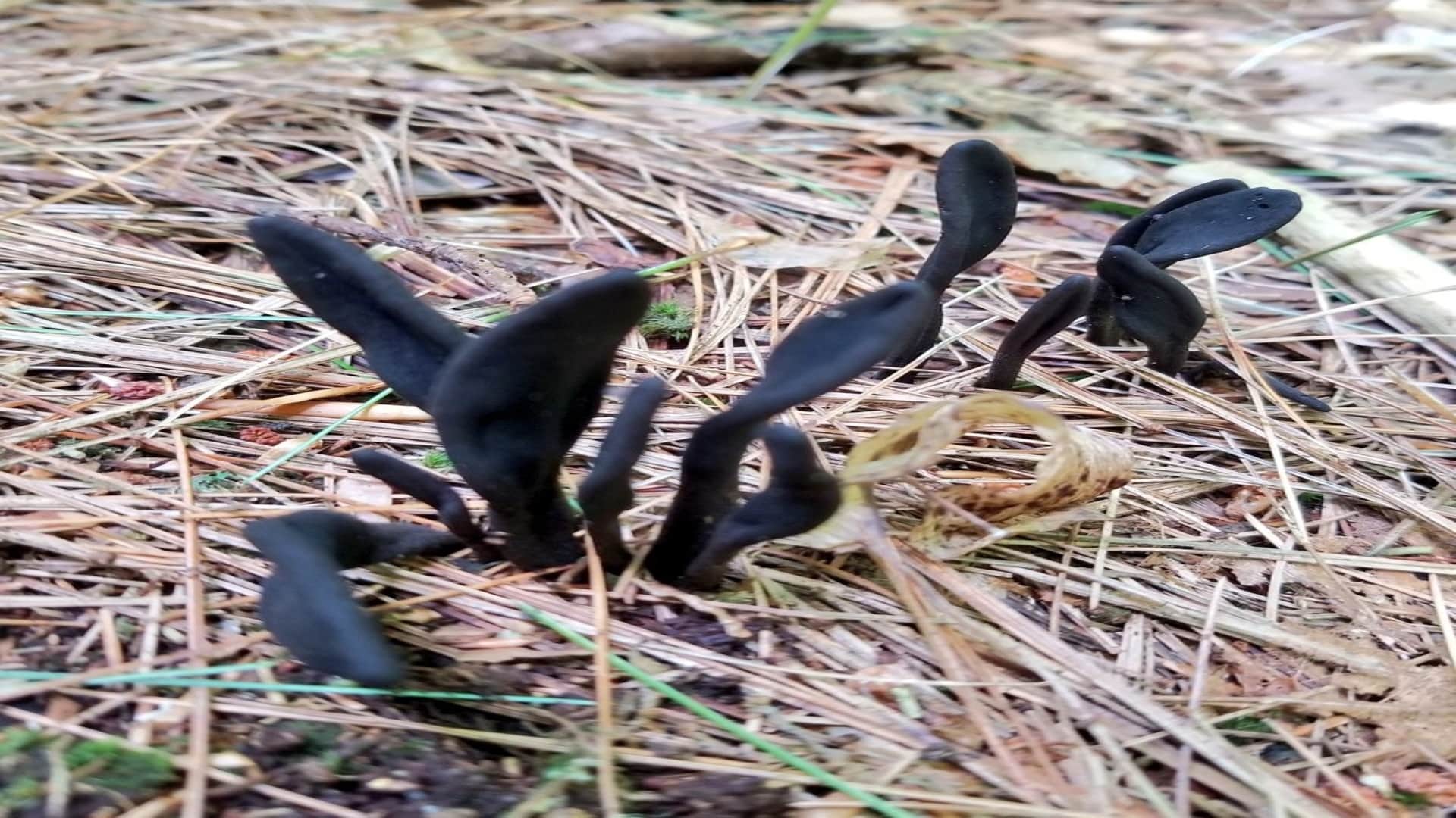 These Mysterious Earth Tongue Fungi Belong to an Entirely New Branch on The Tree of Life