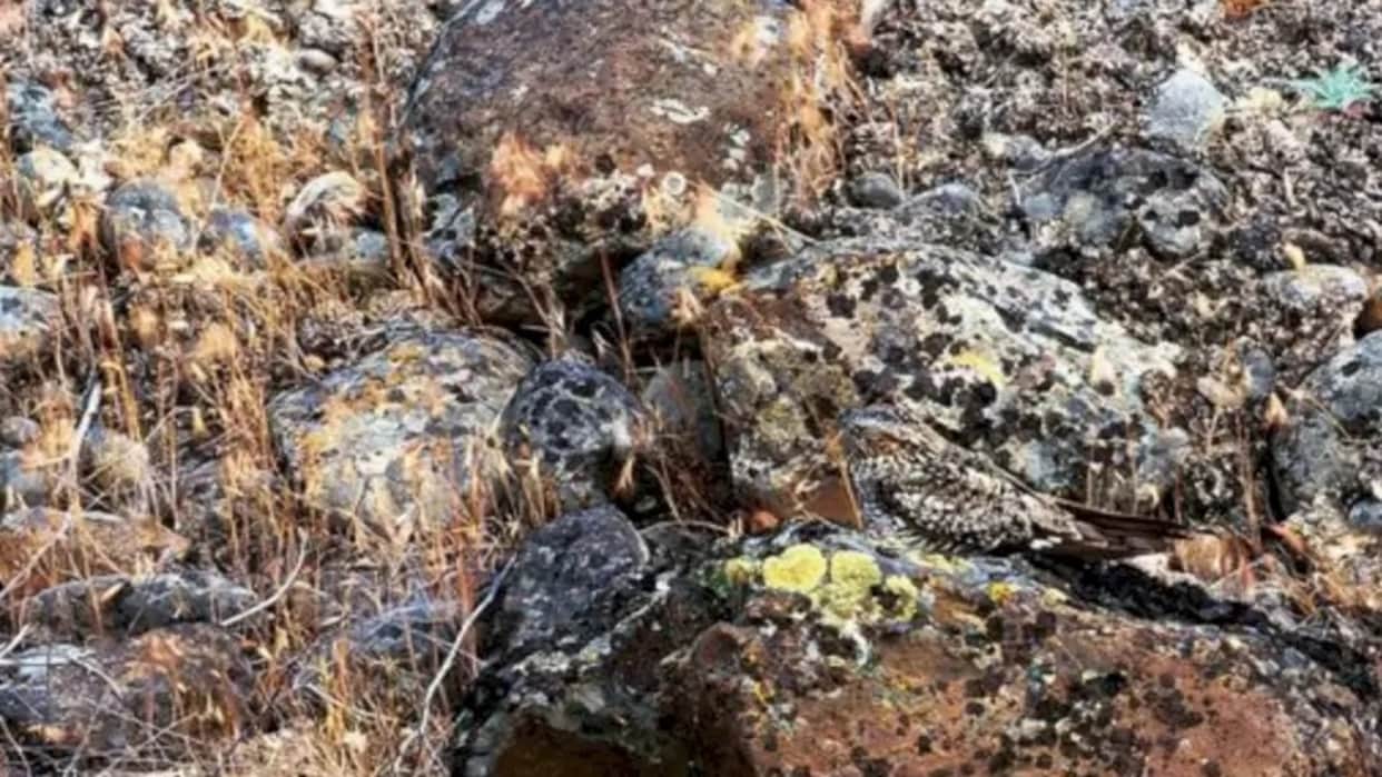 Viral optical illusion Brain Test find bird in photo hidden within 8 seconds brain teaser picture puzzle