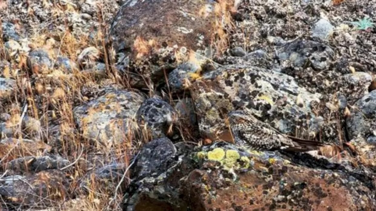 Viral optical illusion Brain Test find bird in photo hidden within 8 seconds brain teaser picture puzzle