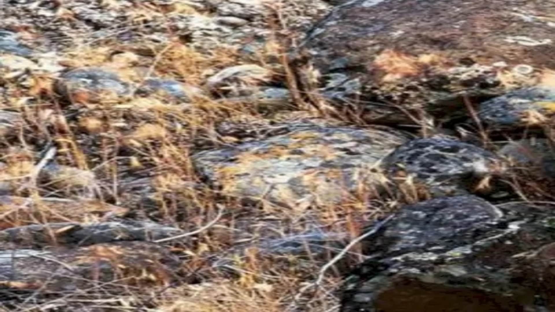Viral optical illusion Brain Test find bird in photo hidden within 8 seconds brain teaser picture puzzle