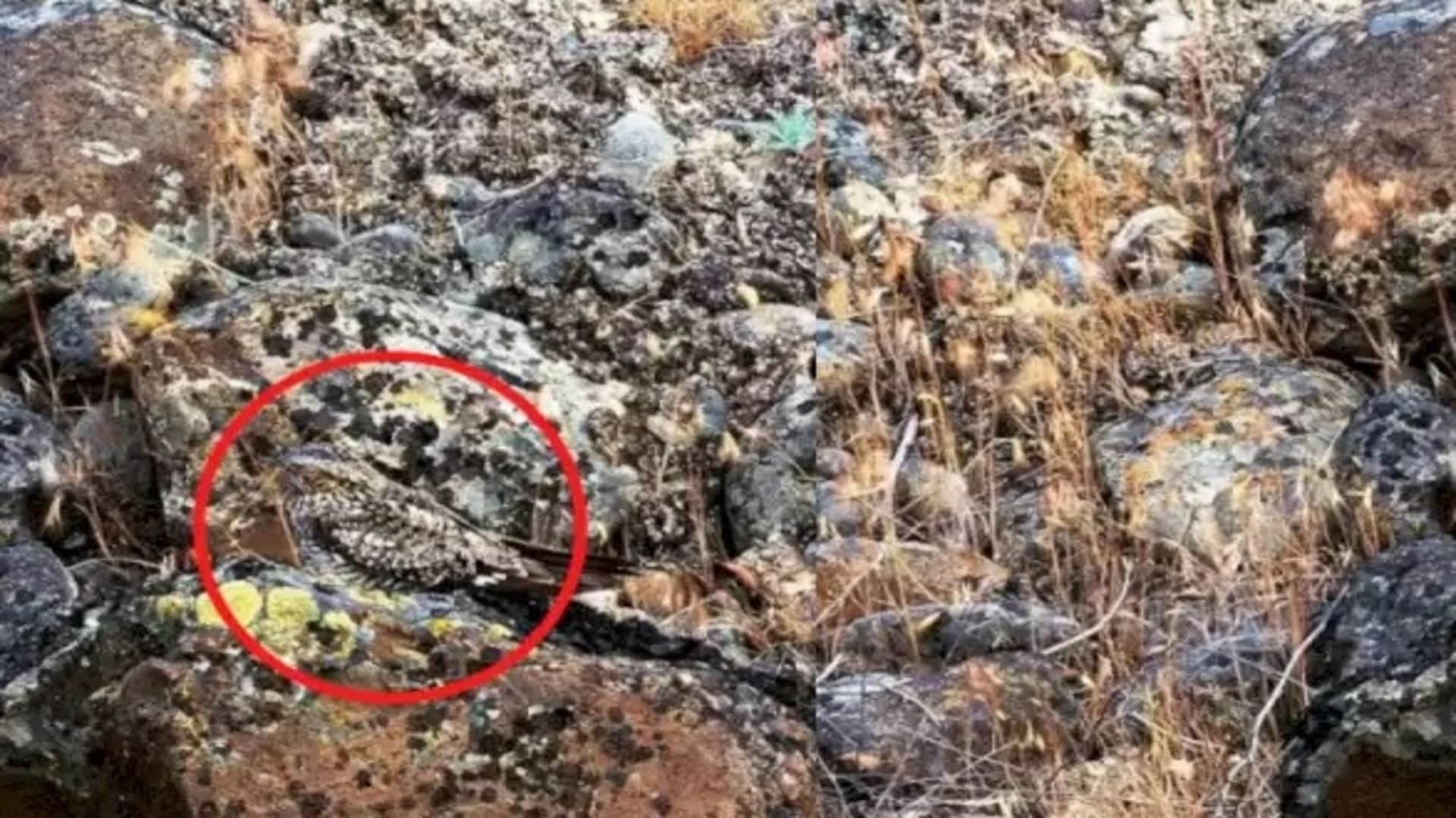 Viral optical illusion Brain Test find bird in photo hidden within 8 seconds brain teaser picture puzzle
