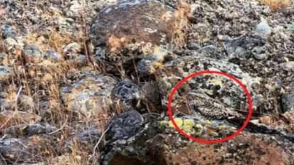 Viral optical illusion Brain Test find bird in photo hidden within 8 seconds brain teaser picture puzzle