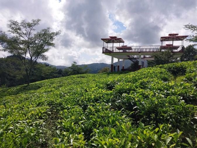 Tea Garden Will Increase Tourism Champawat News Champawat News