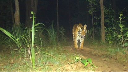 tiger seen many years in chhattisgarh udanti sitanadi tiger reserve