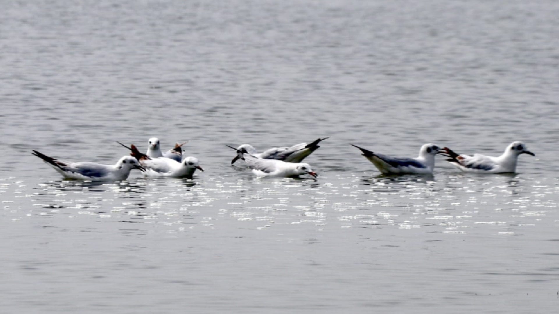 Bijnor: The number of migratory birds increased with decreasing temperature
