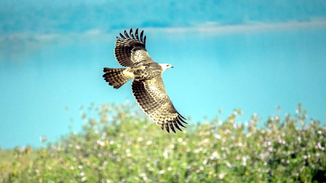 Bijnor: The number of migratory birds increased with decreasing temperature