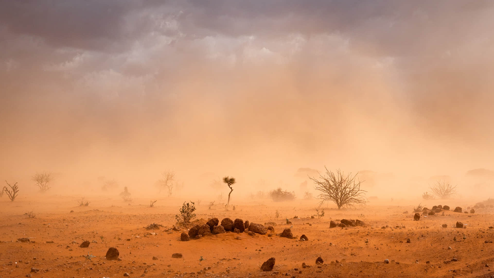 Sixth Mass Extinction Caused Due to Climate Change Know Predictions and Research from Scientists