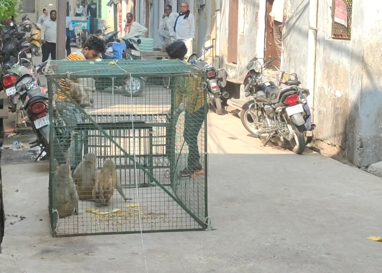 170 mischievous monkeys trapped in the corporation's trap
