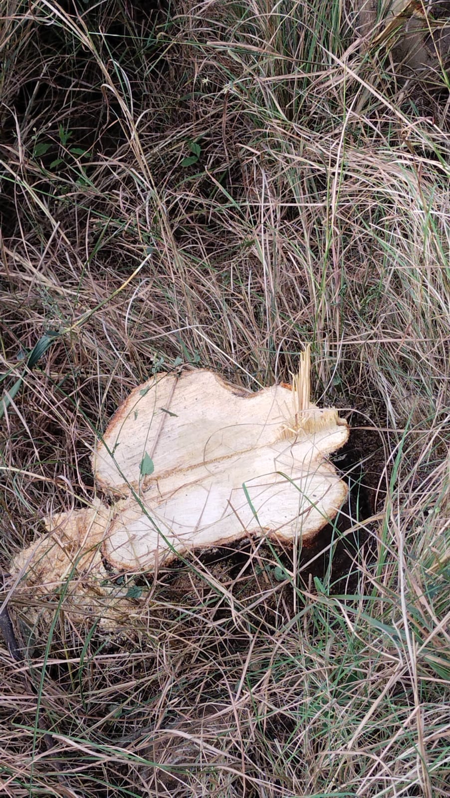 Four sandalwood trees cut from private land in Bari Majhedwan of Ghumarwin
