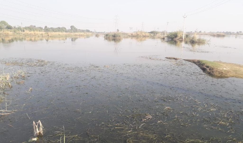 Contaminated water of companies will no longer be a problem for people, Greenbelt will be waved with STP's filter water