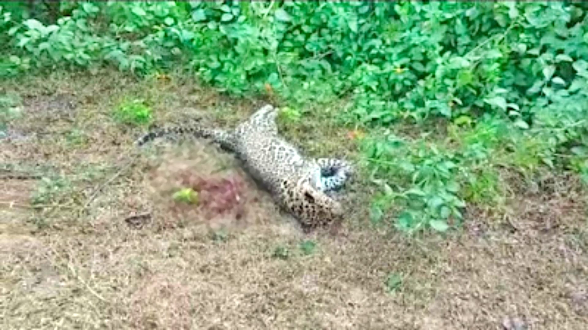 MP News Four leopards died within 10 days in Bandhavgarh Tiger Reserve in Umaria