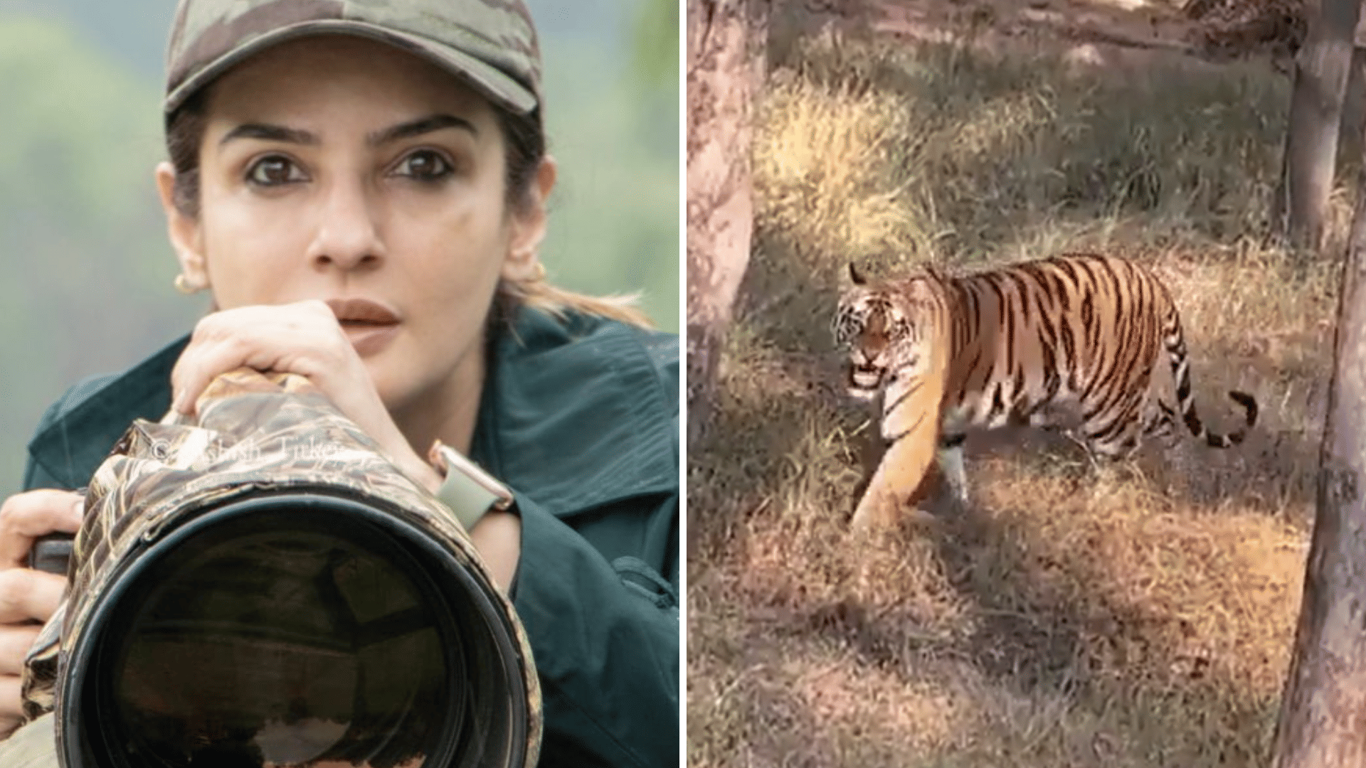MP News: Raveena Tandon caught in controversies after taking a close photo of the tigress, clarified situation