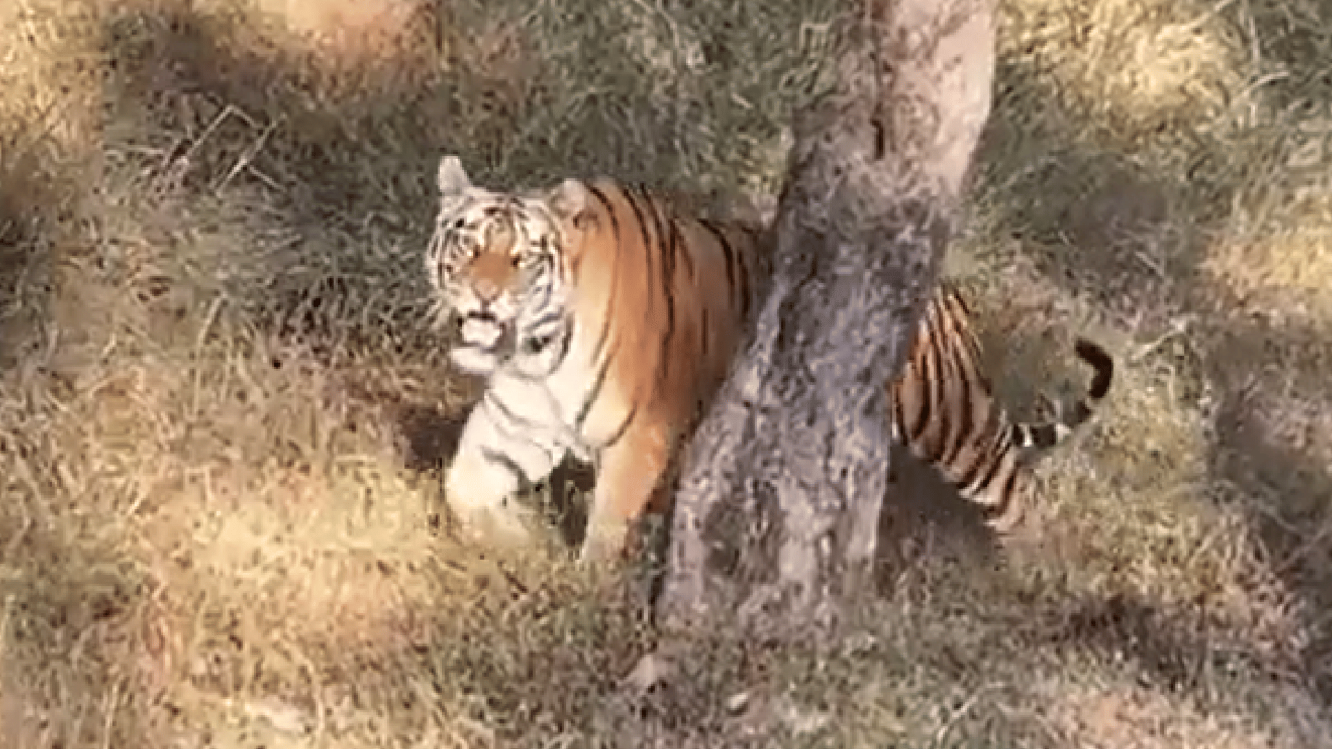 MP News: Raveena Tandon caught in controversies after taking a close photo of the tigress, clarified situation