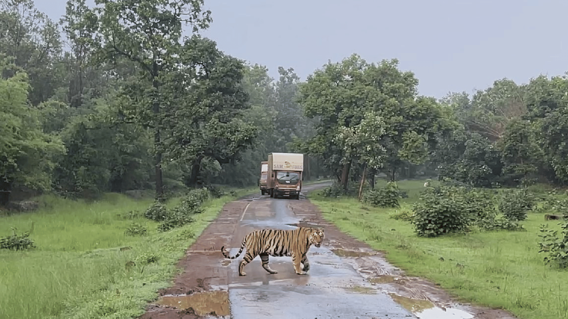 MP News: Raveena Tandon caught in controversies after taking a close photo of the tigress, clarified situation