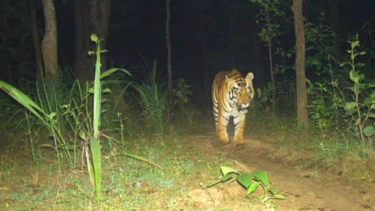 tiger seen many years in chhattisgarh udanti sitanadi tiger reserve