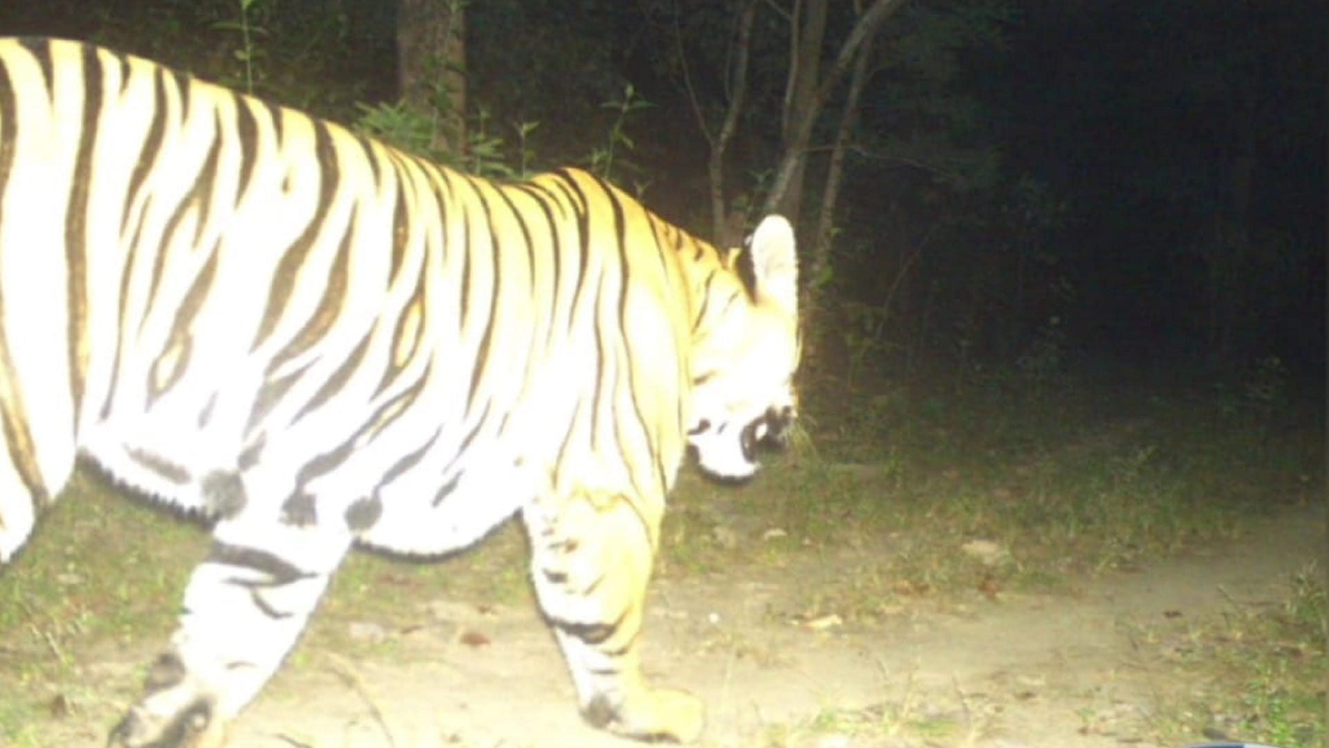 tiger seen many years in chhattisgarh udanti sitanadi tiger reserve