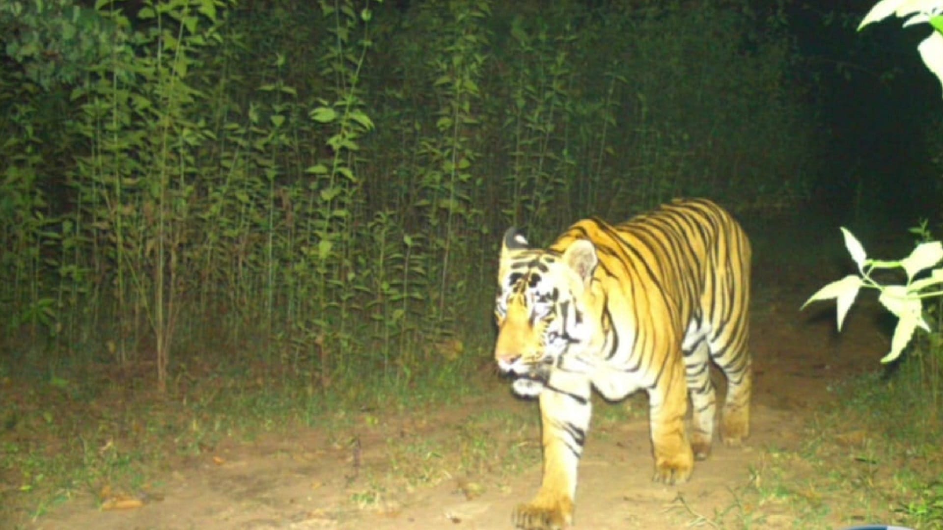 tiger seen many years in chhattisgarh udanti sitanadi tiger reserve