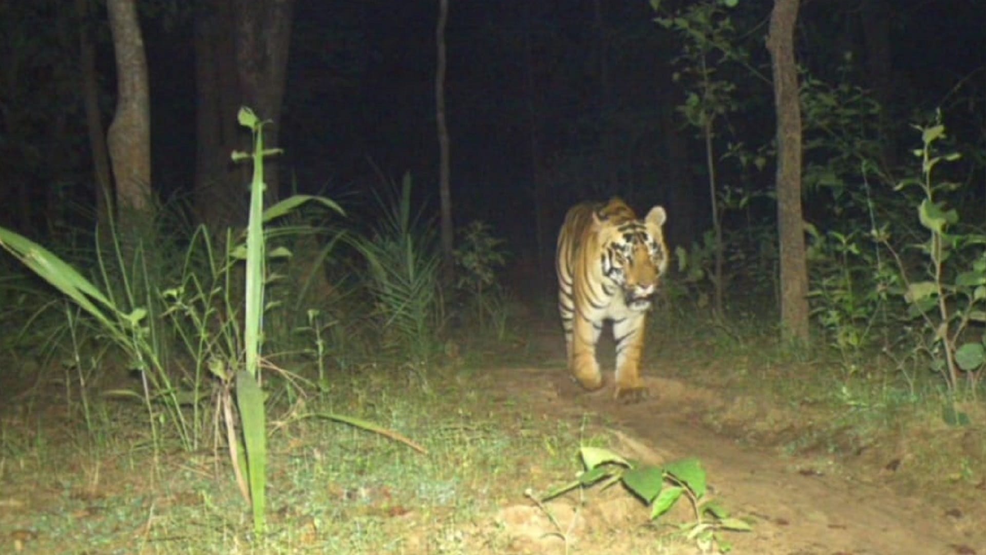 tiger seen many years in chhattisgarh udanti sitanadi tiger reserve