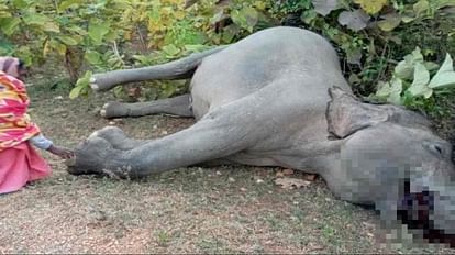 रायगढ़ में करंट लगने से हाथी की मौत हो गई।