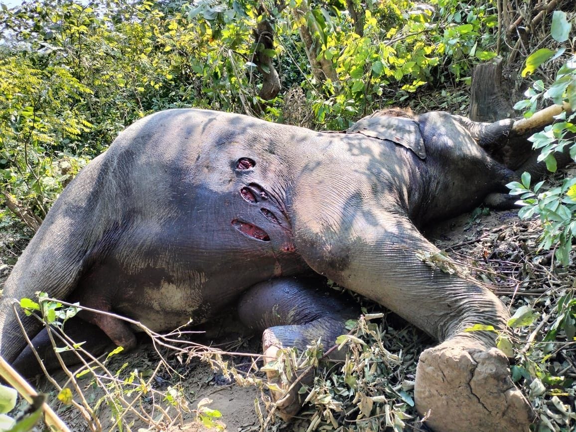 Elephant found dead in Badhapur forest range of Najibabad