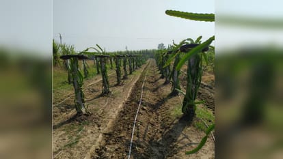 Dragon fruit farming: Saharanpur farmers are getting good income by Growing Dragon fruit
